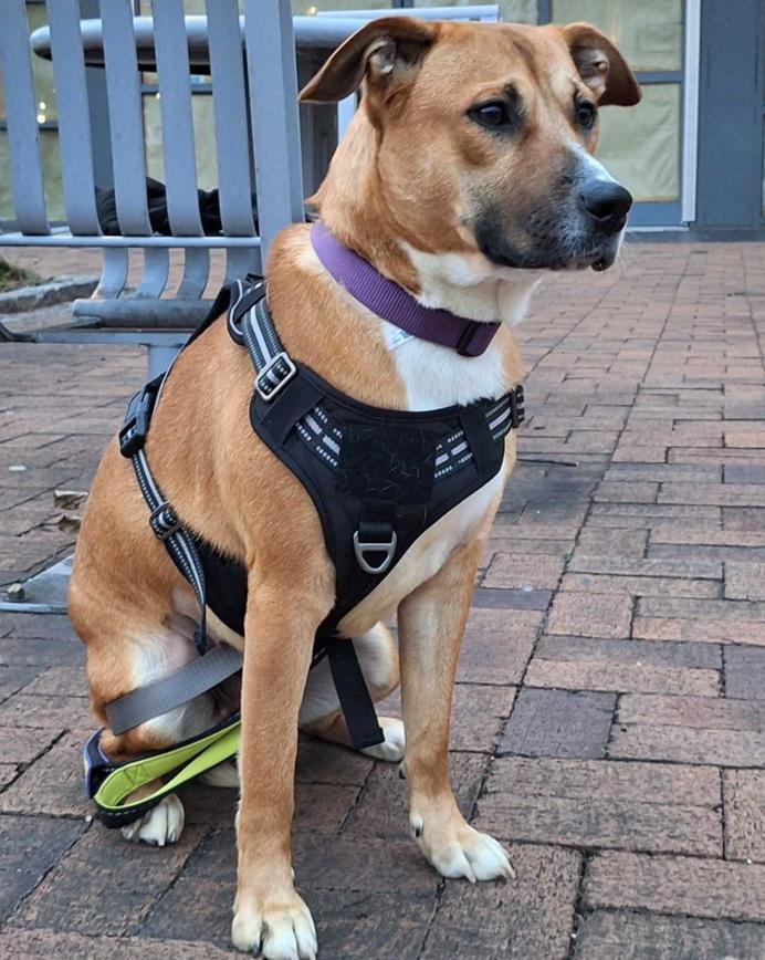 Sadie, Adoptable, Young Female Labrador Retriever & Mountain Cur.
