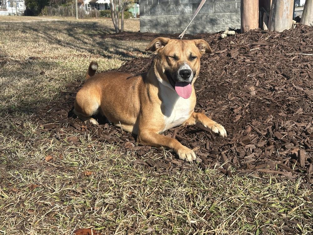 Sadie, a Adoptable mixed breed in Greenbelt, MD image 3/6