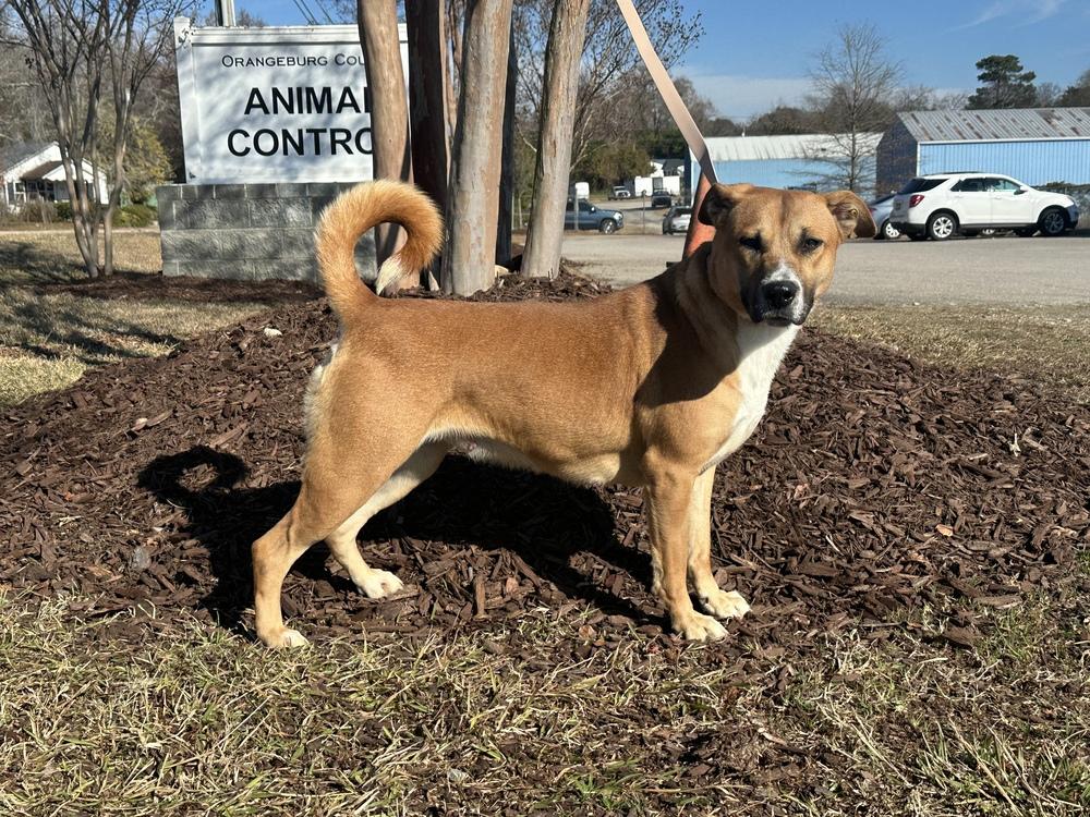 Sadie, a Adoptable mixed breed in Greenbelt, MD image 6/6