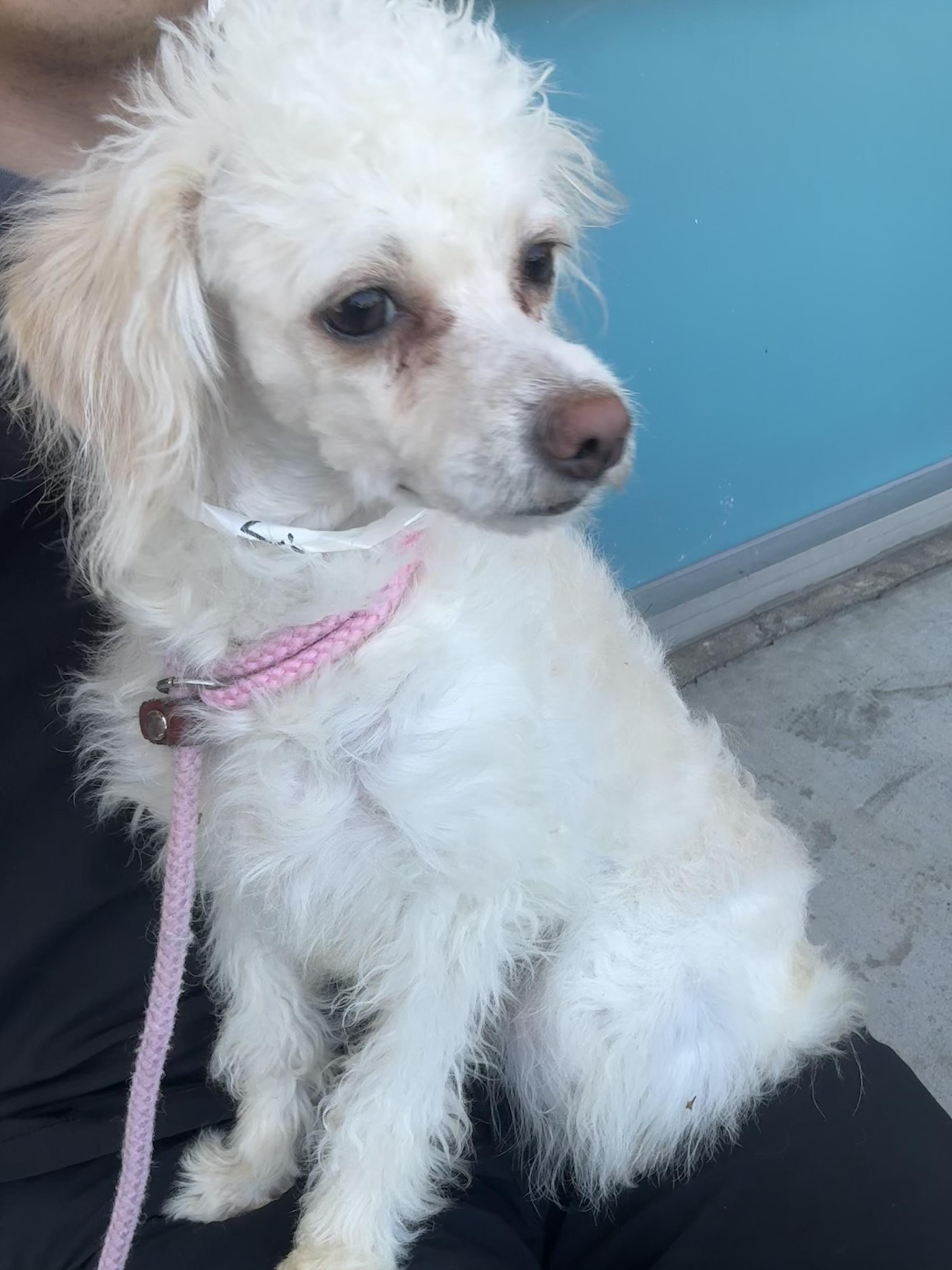 Lizzie, a Adoptable mixed breed in San Jose, CA image 2/2