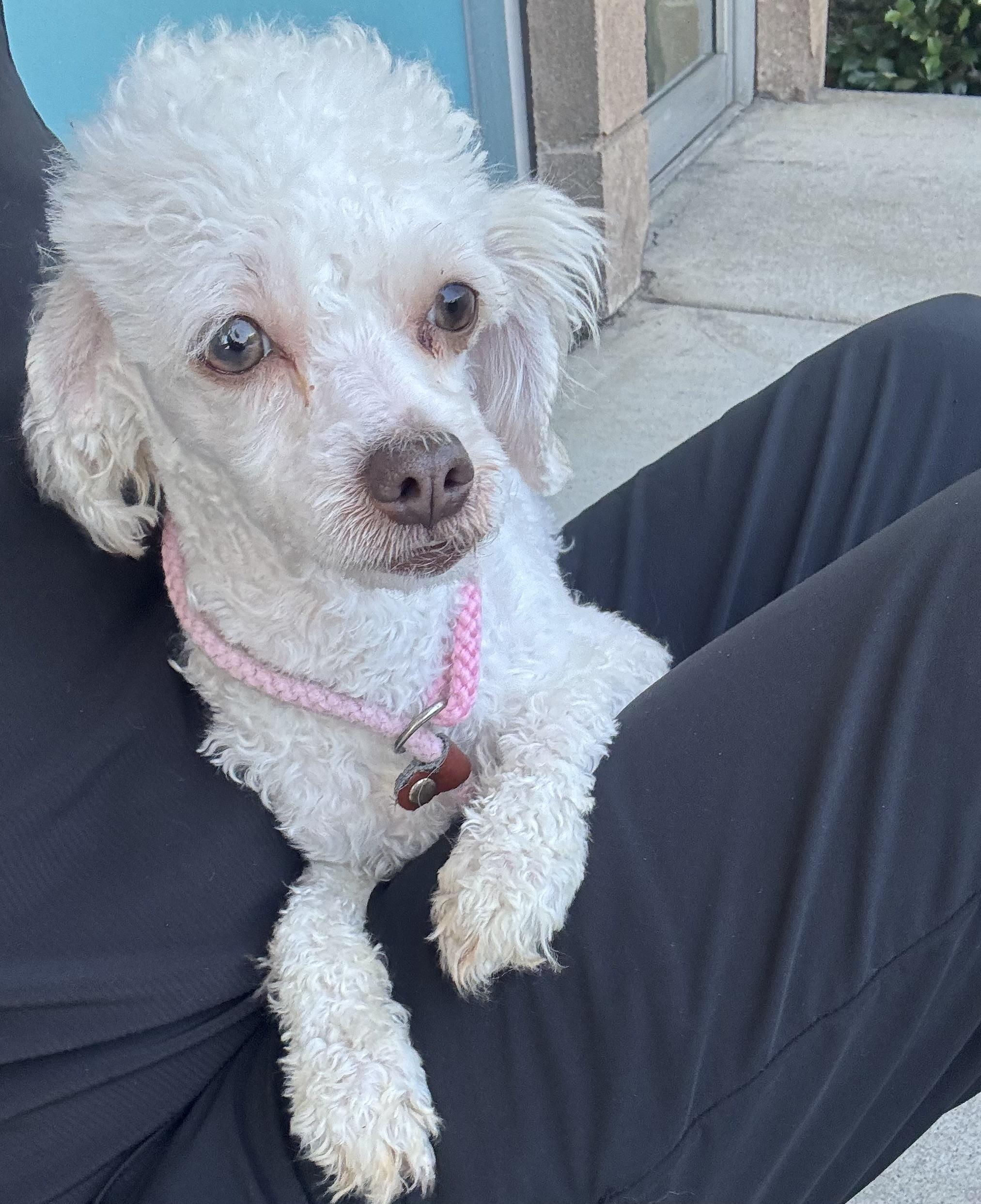 Lizzie, Adoptable, Young Female Poodle.
