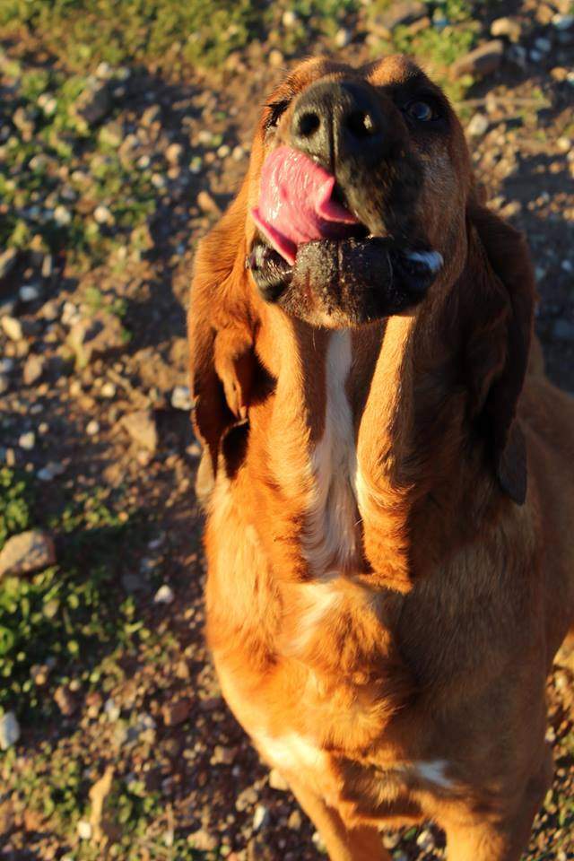 Holly, an adoptable Bloodhound in Acton, CA, 93510 | Photo Image 1