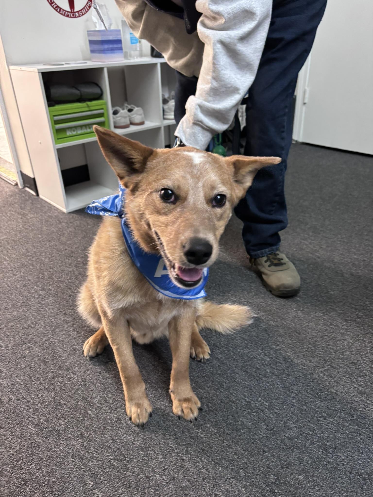 Enlarge Redford, an adoption pending mixed breed in Pembroke, MA image 2/5