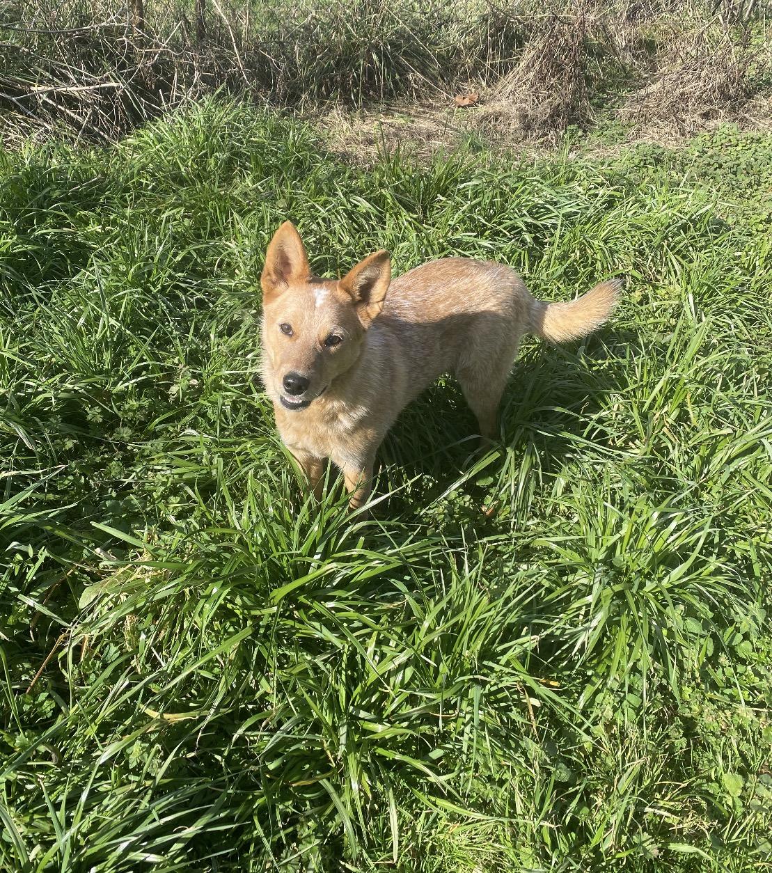 Enlarge Redford, an adoption pending mixed breed in Pembroke, MA image 4/5