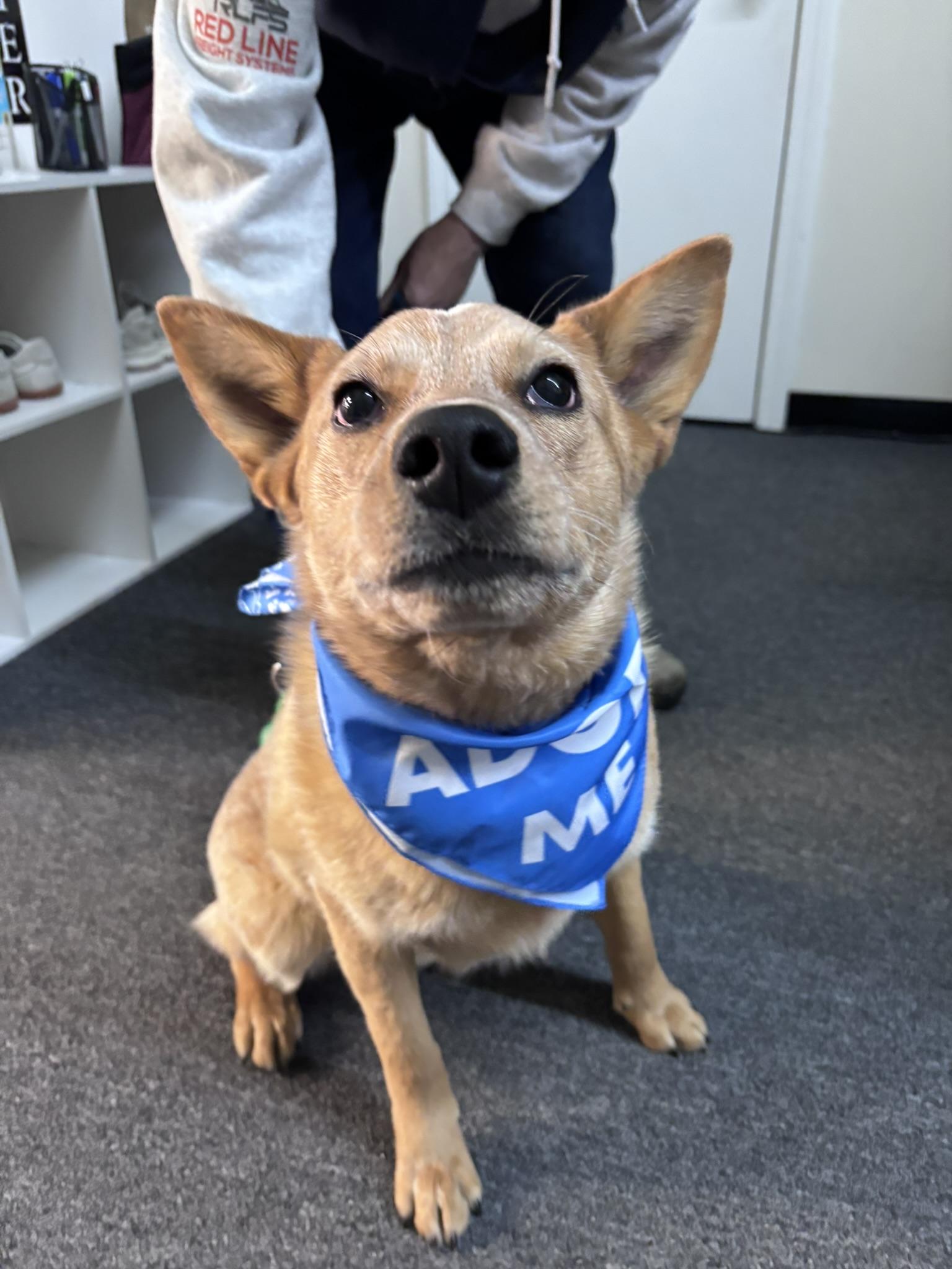 Enlarge Redford, an adoption pending mixed breed in Pembroke, MA image 1/5