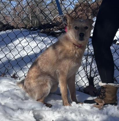 Enlarge Redford, an adoption pending mixed breed in Pembroke, MA image 5/5