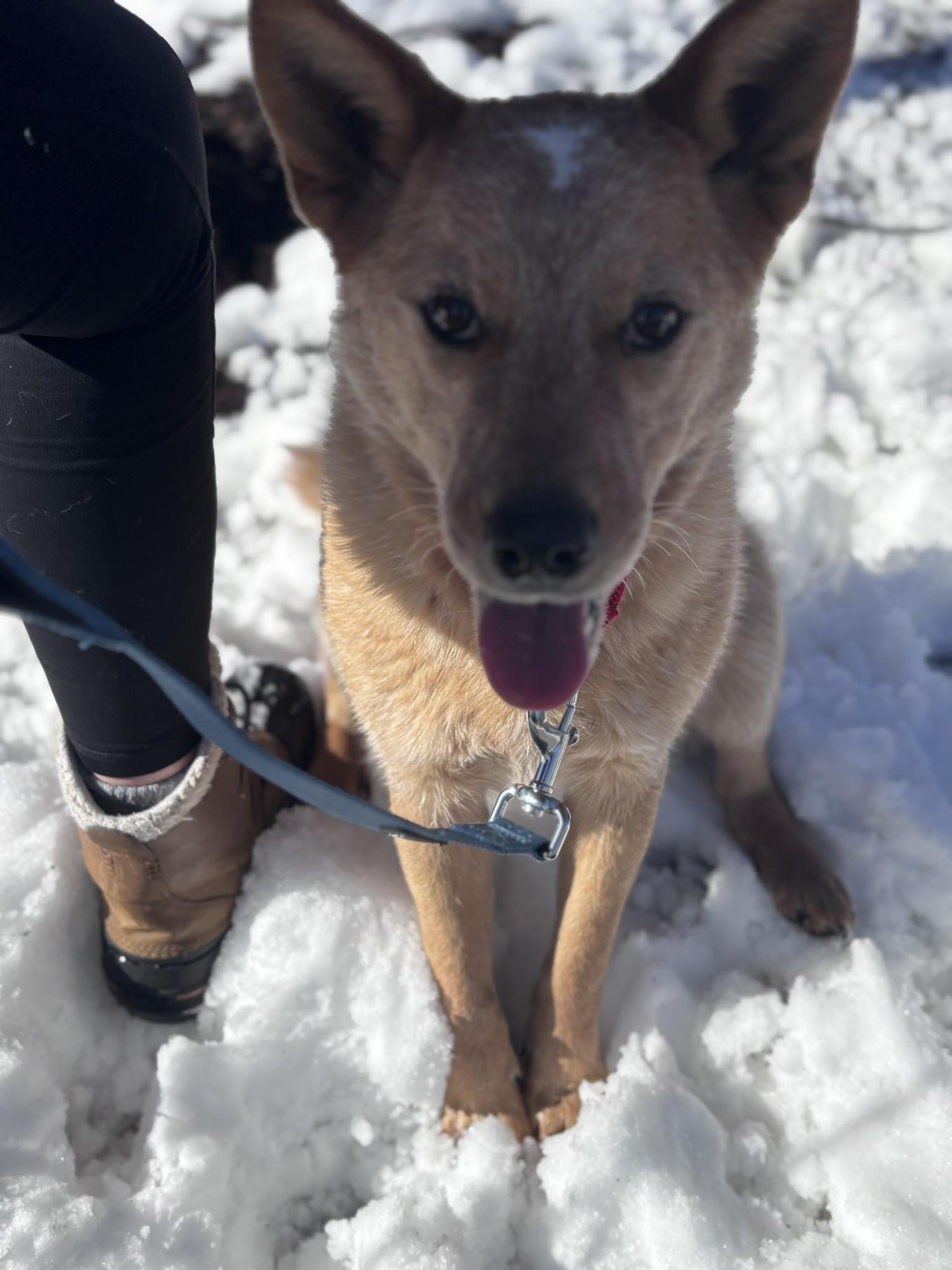 Enlarge Redford, an adoption pending mixed breed in Pembroke, MA image 3/5