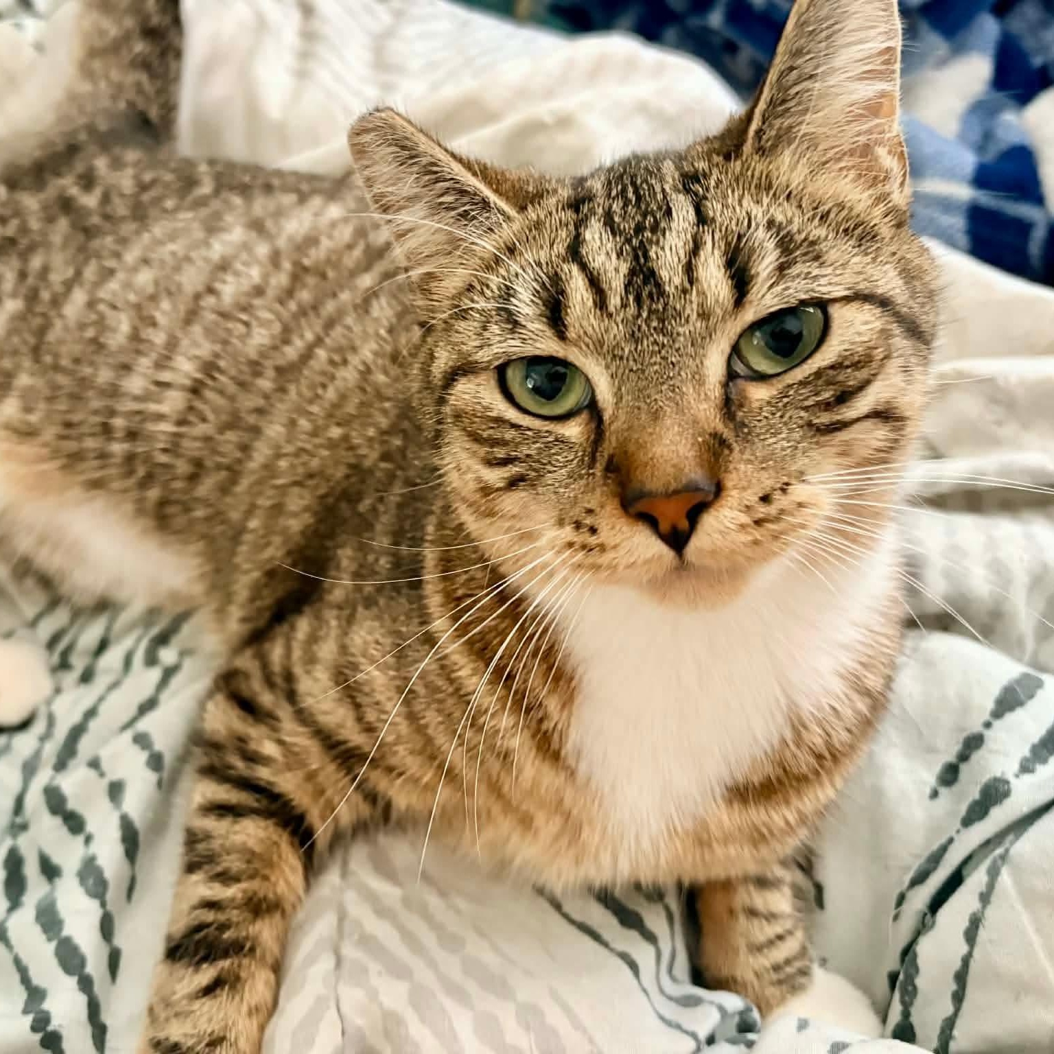 Widow, adopted, Young Female Tabby & Domestic Short Hair.
