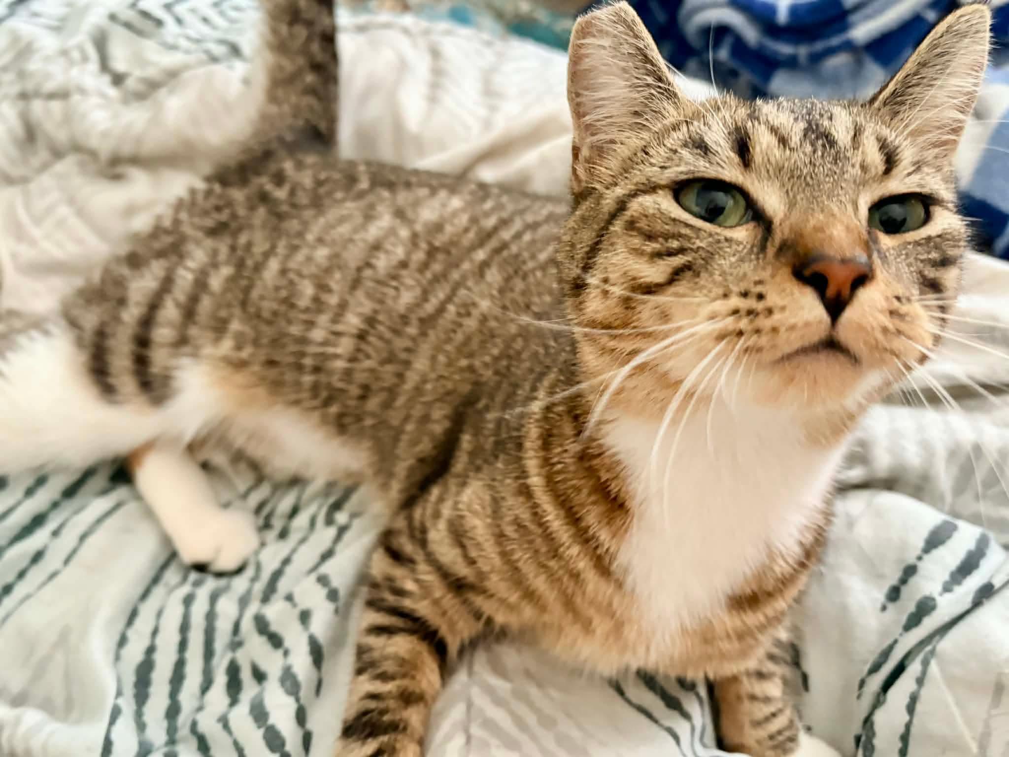 Widow, an adopted mixed breed in Gladstone, OR image 3/4