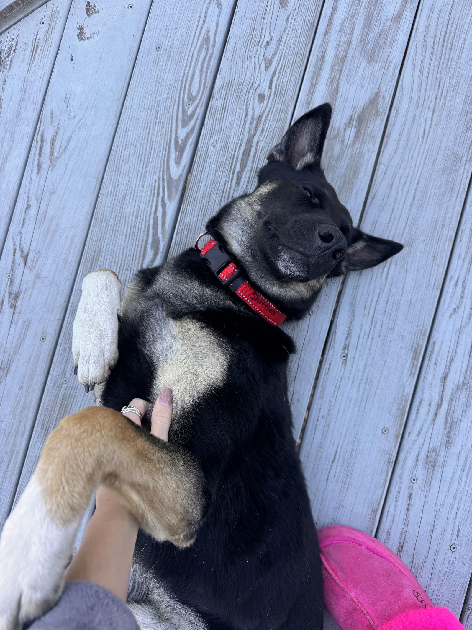 Skittles, Adopted, Young Female German Shepherd Dog.