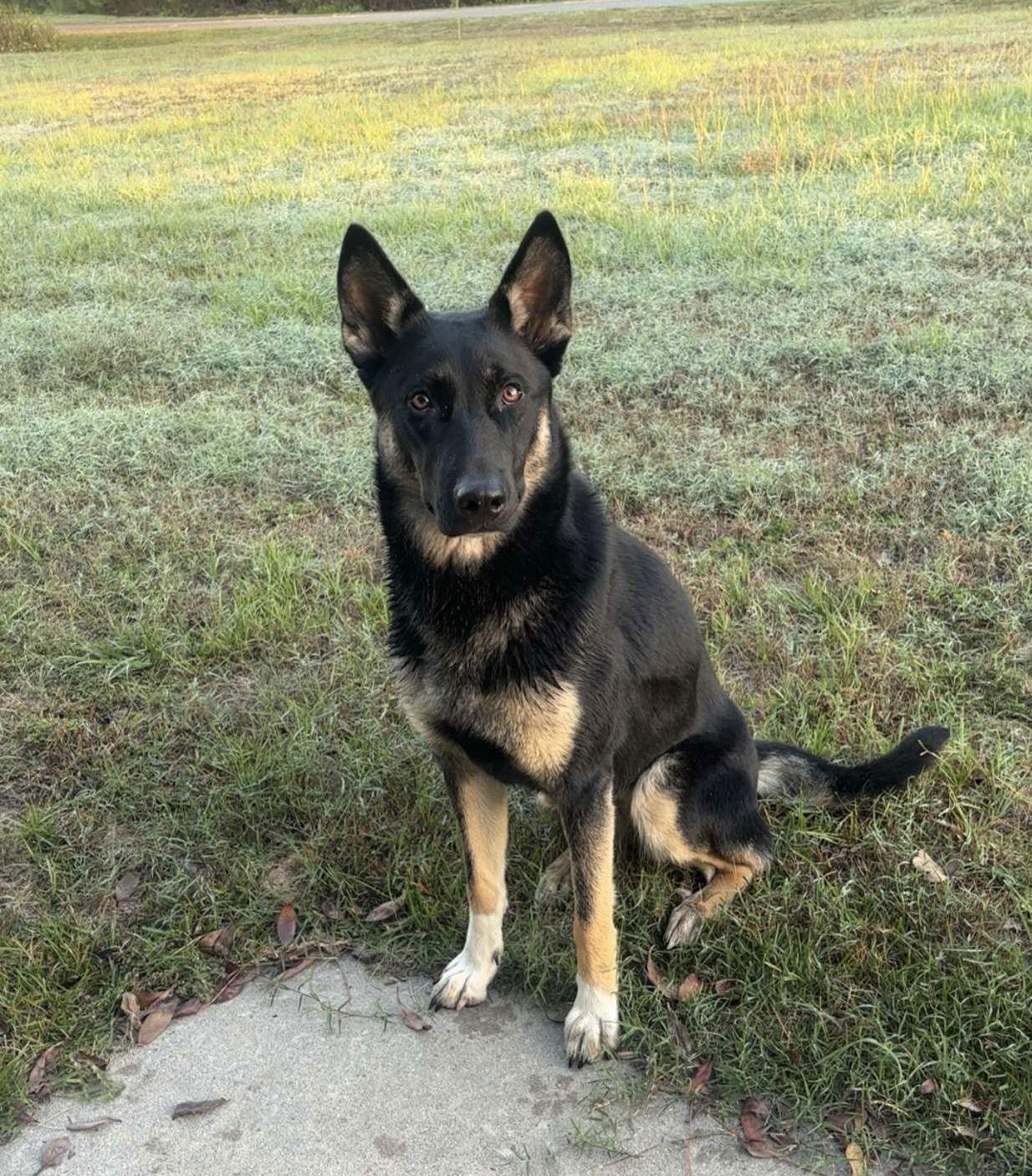 Enlarge Skittles, a Adopted German Shepherd Dog in Rocky Point, NC image 2/3