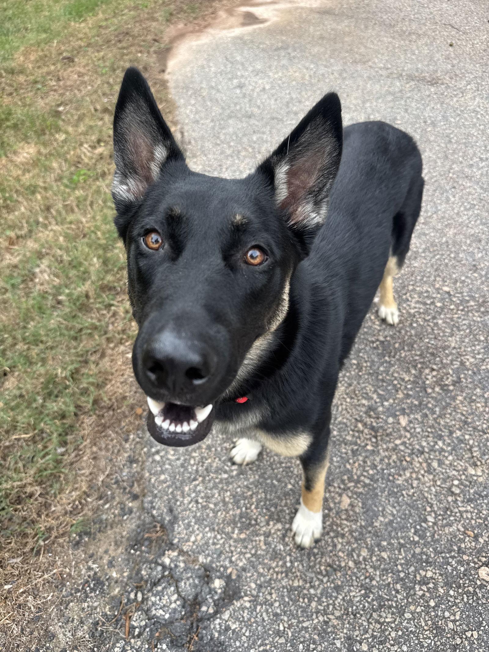 Enlarge Skittles, a Adopted German Shepherd Dog in Rocky Point, NC image 3/3