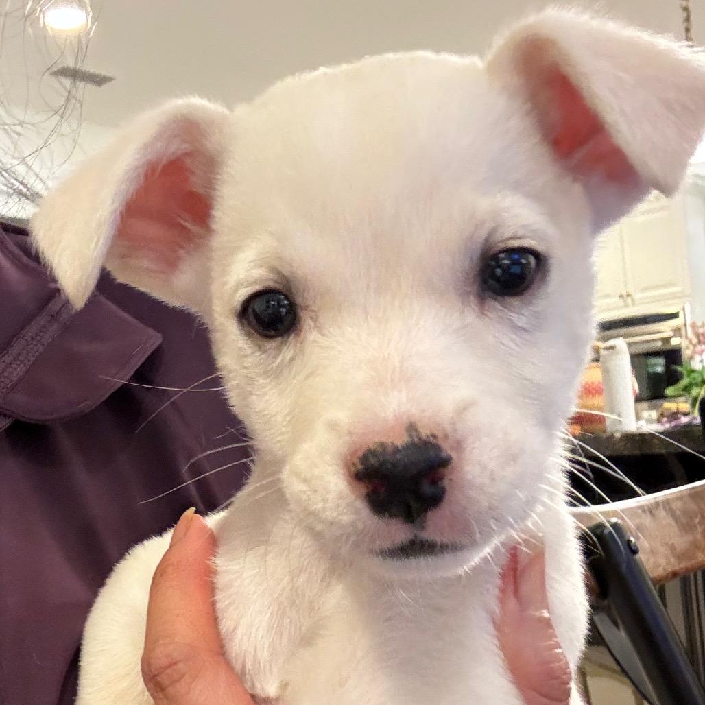 Cindy Loo, Adoptable, Puppy Female Cocker Spaniel & Terrier.