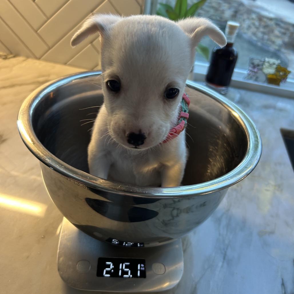 Cindy Loo, a Adoptable mixed breed in Escondido, CA image 2/6