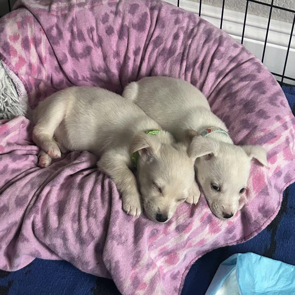 Cindy Loo, a Adoptable mixed breed in Escondido, CA image 3/6