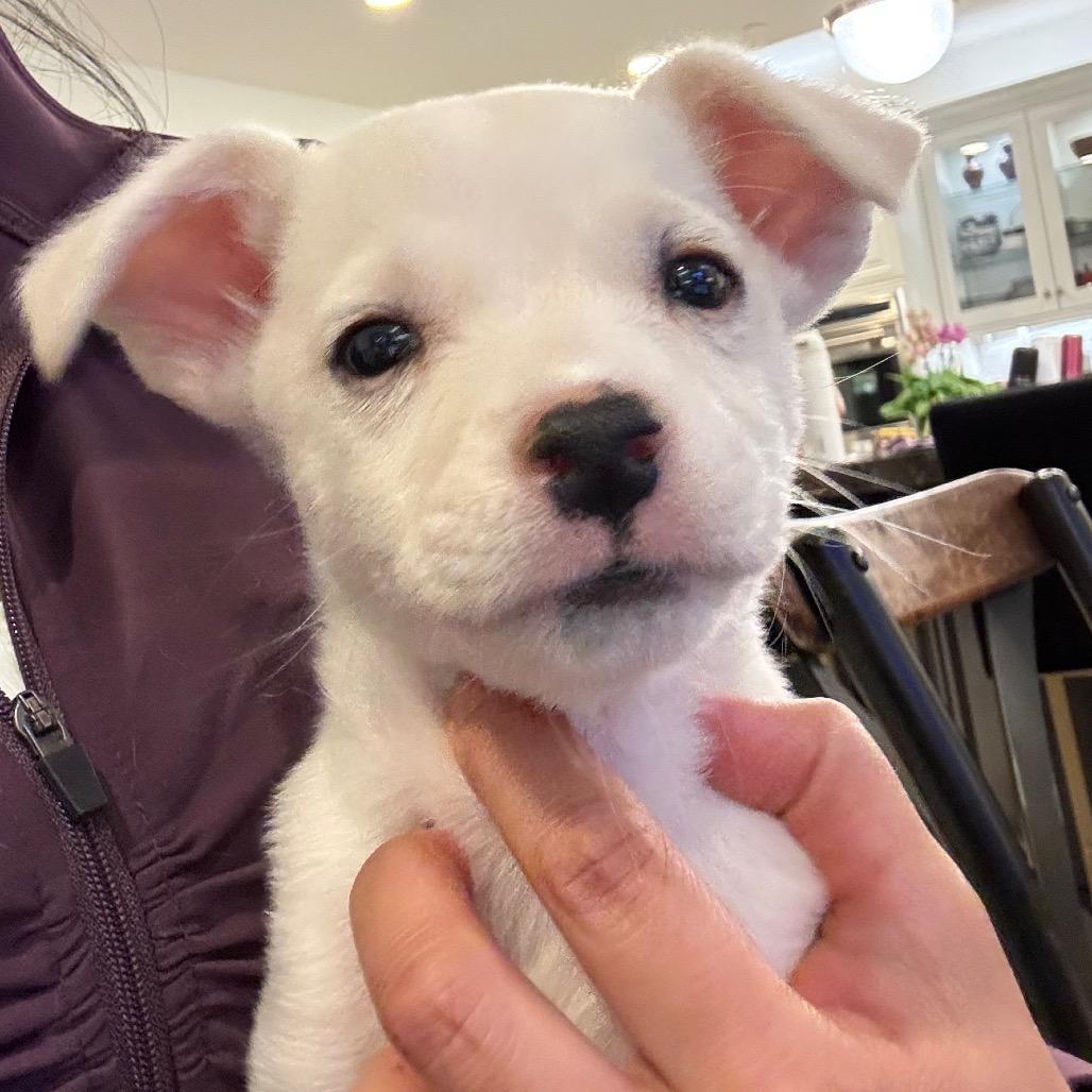 Cindy Loo, a Adoptable mixed breed in Escondido, CA image 4/6