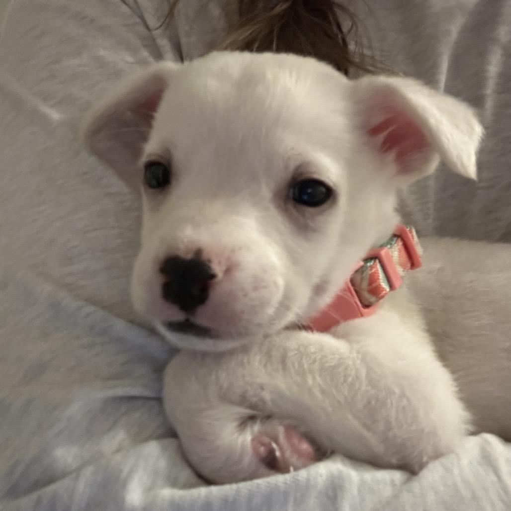 Cindy Loo, a Adoptable mixed breed in Escondido, CA image 5/6