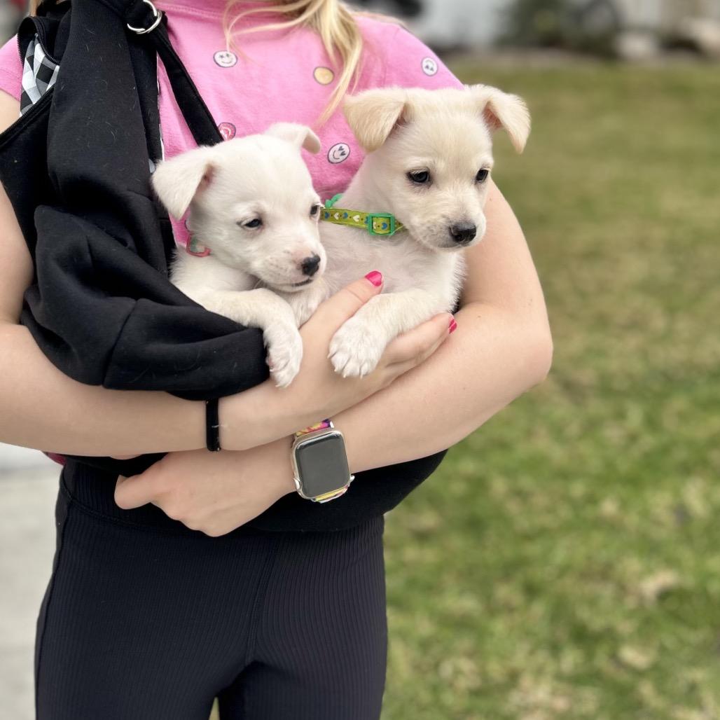 Cindy Loo, a Adoptable mixed breed in Escondido, CA image 6/6