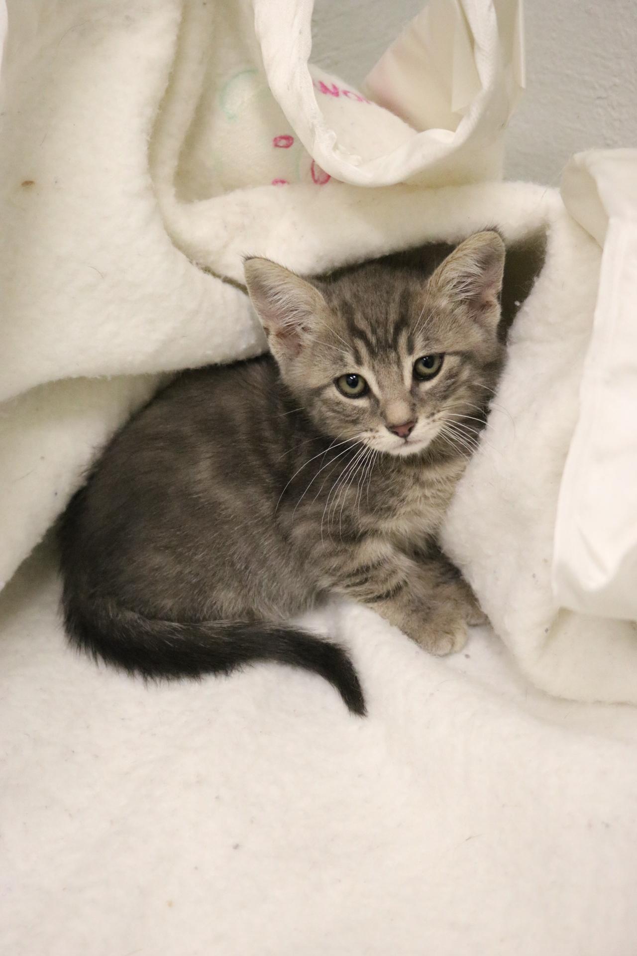 Twix, an adoptable Domestic Short Hair in La Grande, OR, 97850 | Photo Image 1