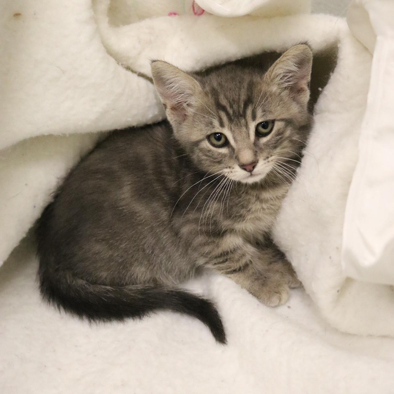 Twix, a Adoptable mixed breed in La Grande, OR image 1/2