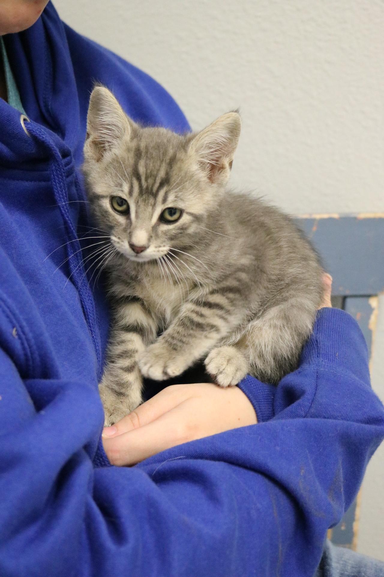 Twix, an adoptable Domestic Short Hair in La Grande, OR, 97850 | Photo Image 2
