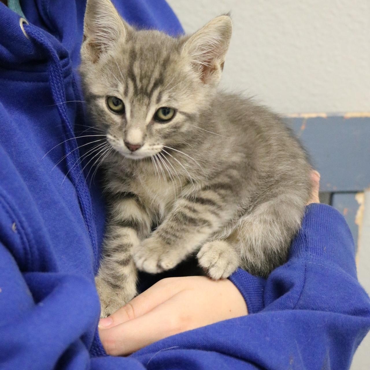 Twix, a Adoptable mixed breed in La Grande, OR image 2/2