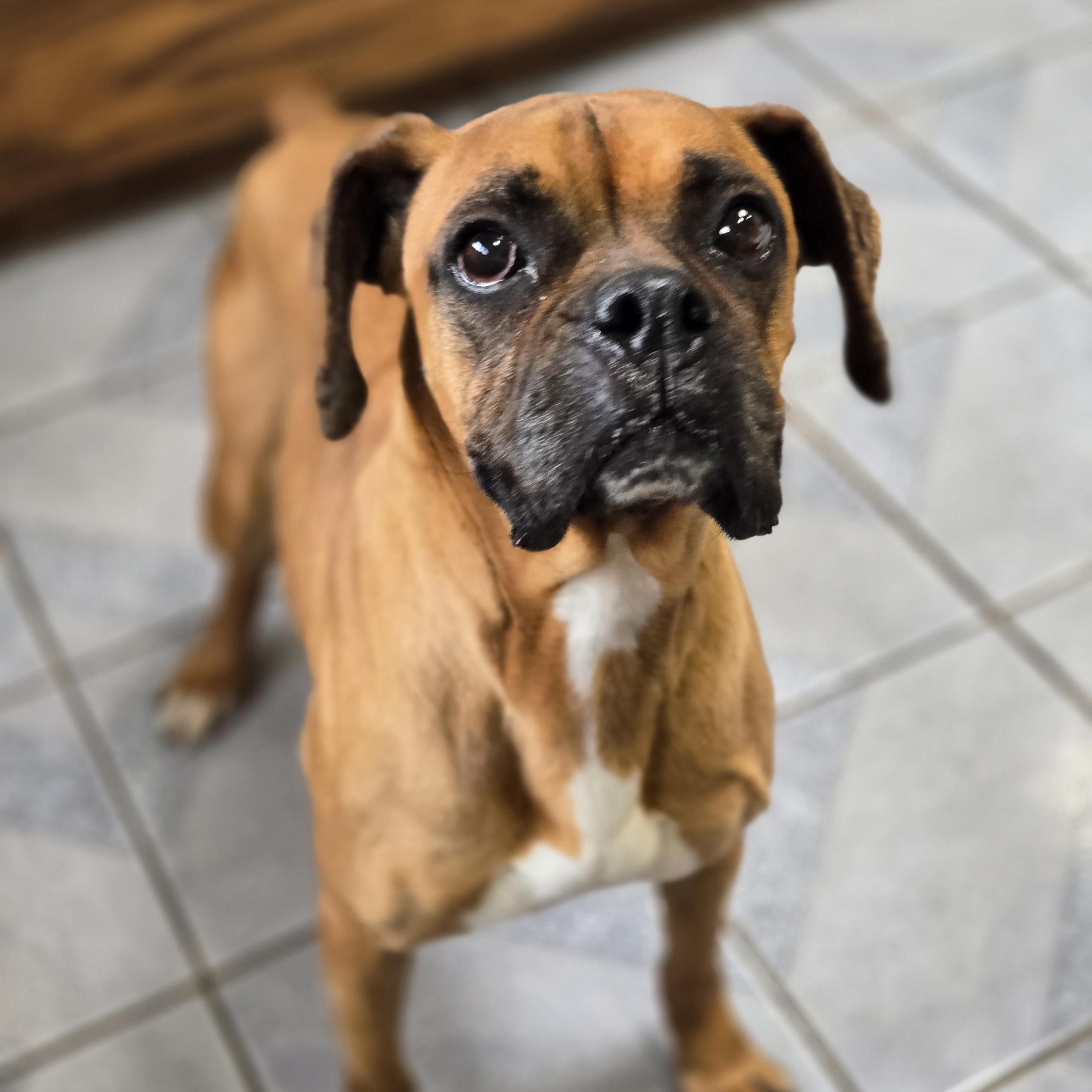 Enlarge Tansy, an adopted Boxer in Normal, IL image 3/4