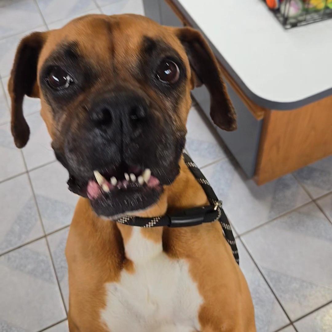 Enlarge Tansy, an adopted Boxer in Normal, IL image 4/4