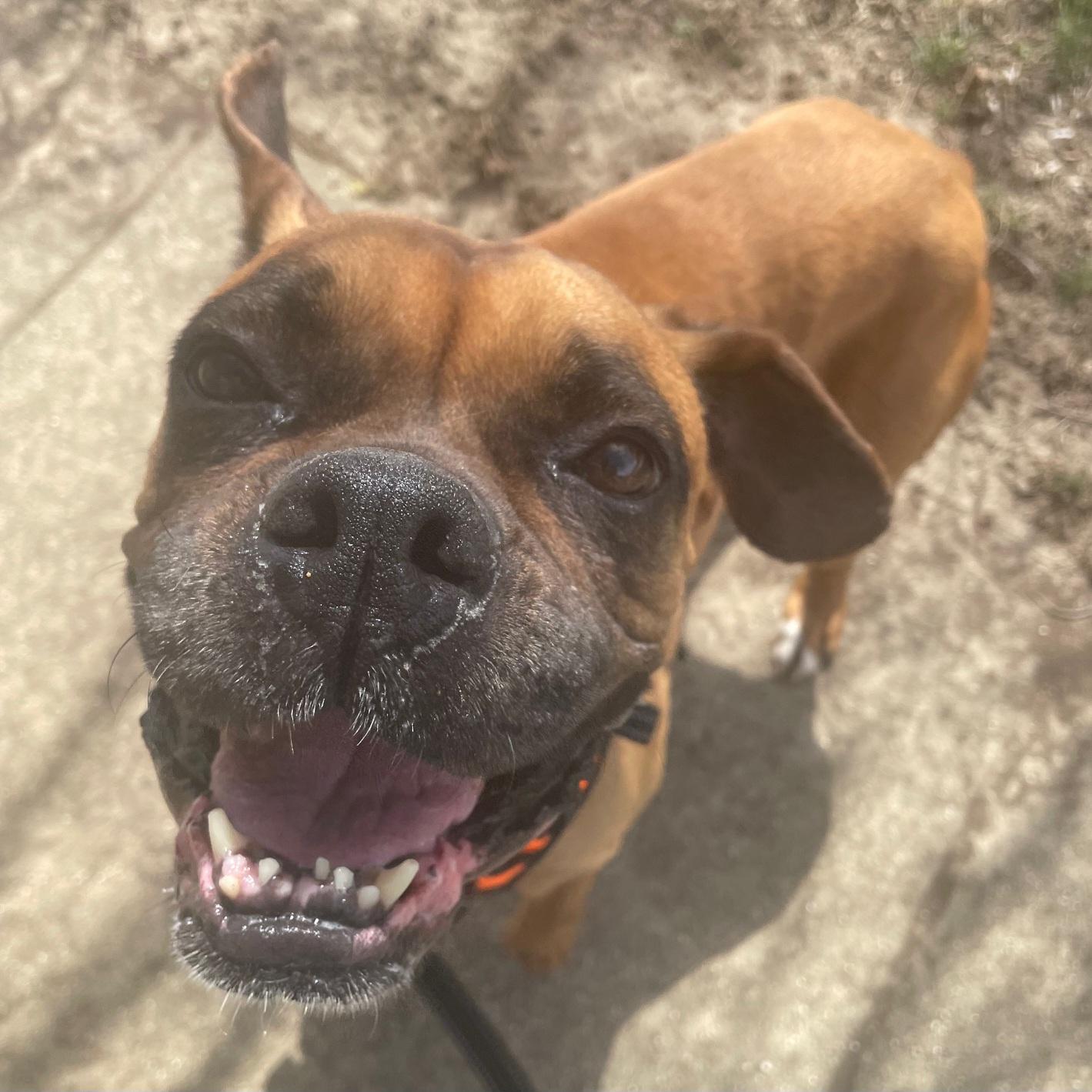 Enlarge Tansy, an adopted Boxer in Normal, IL image 2/4