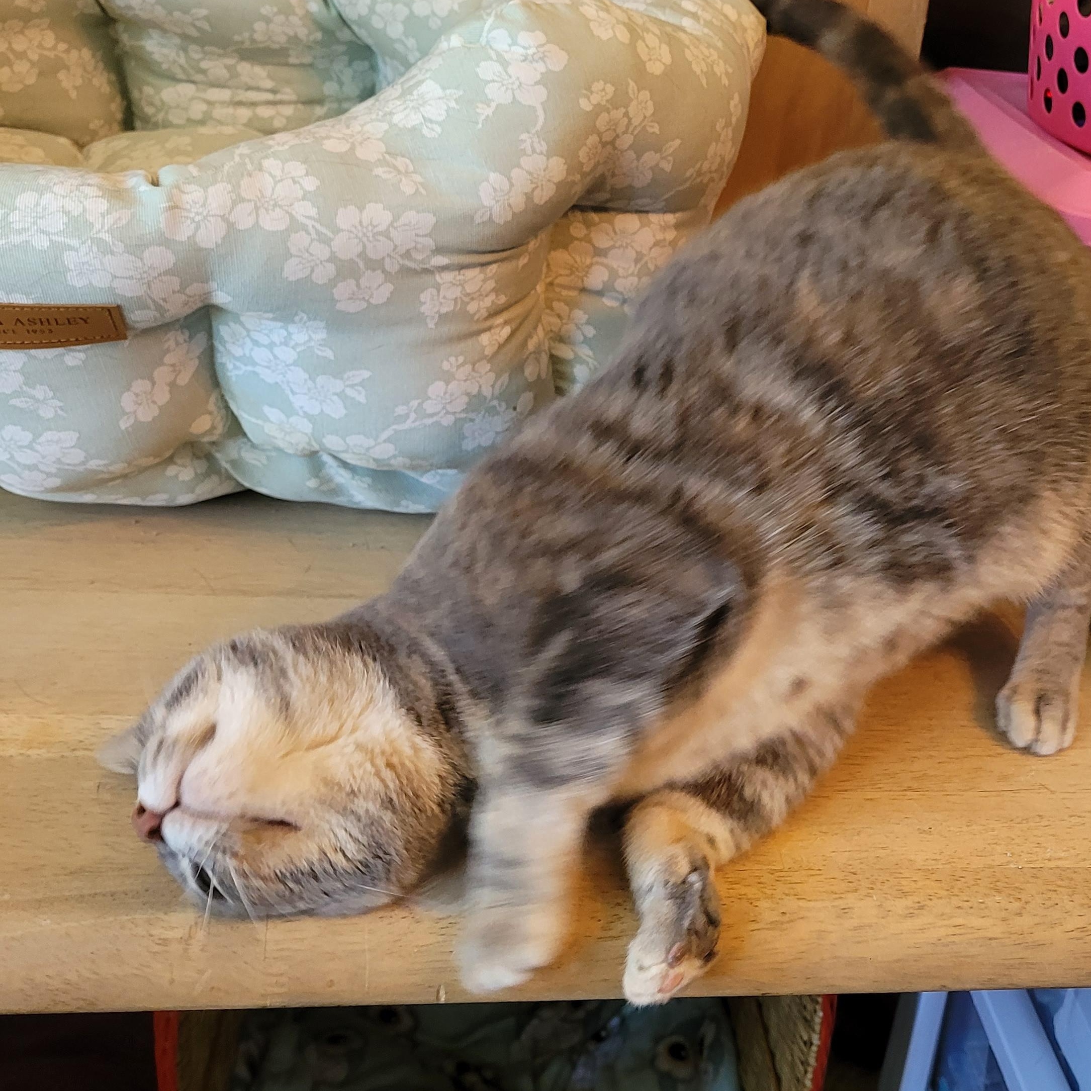 Enlarge Sprouts, a ADOPTABLE Domestic Short Hair in Indianapolis, IN image 4/5