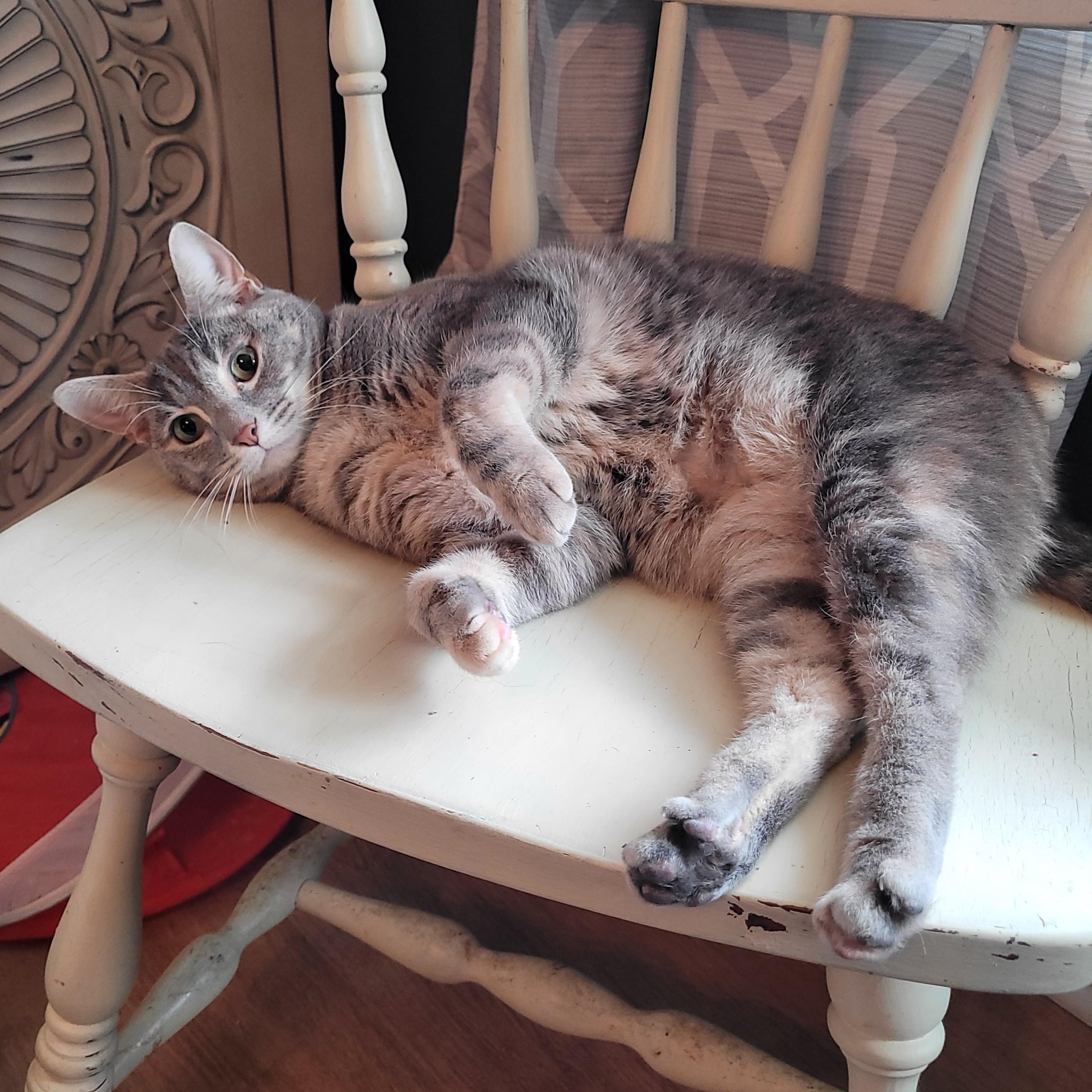 Sprouts, a ADOPTABLE Domestic Short Hair in Indianapolis, IN image 2/6