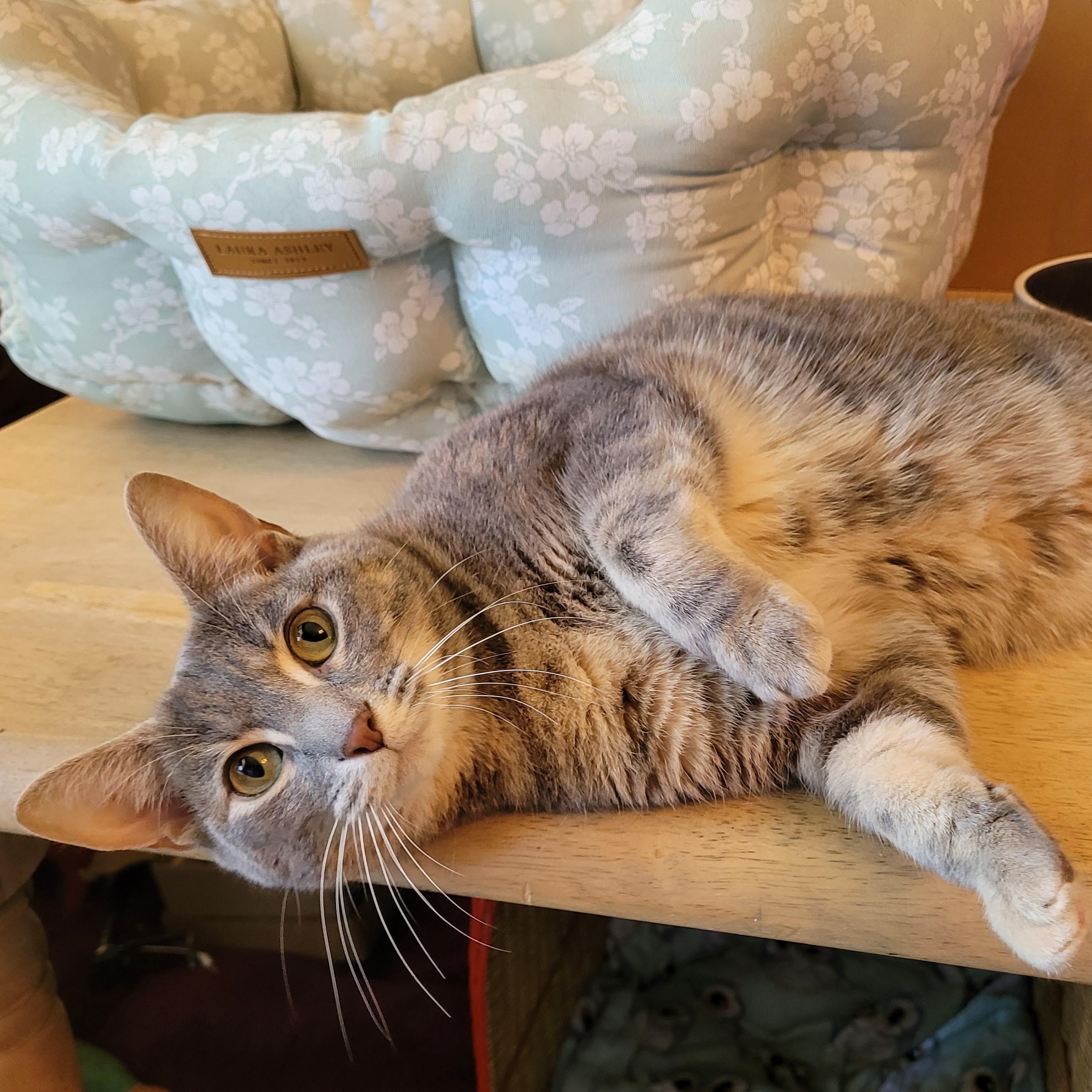 Enlarge Sprouts, a ADOPTABLE Domestic Short Hair in Indianapolis, IN image 1/5