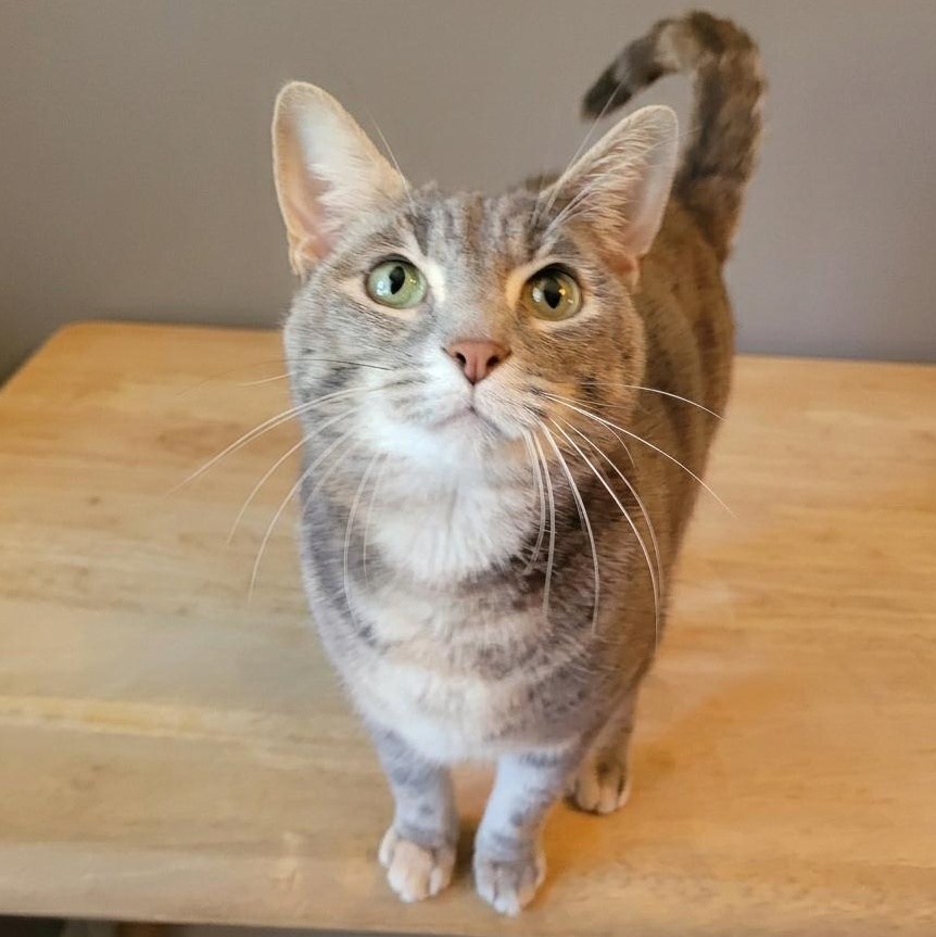 Enlarge Sprouts, a ADOPTABLE Domestic Short Hair in Indianapolis, IN image 2/5