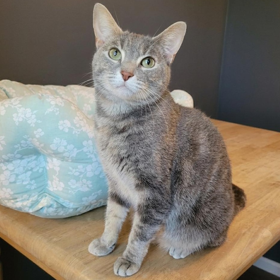 Enlarge Sprouts, a ADOPTABLE Domestic Short Hair in Indianapolis, IN image 3/5