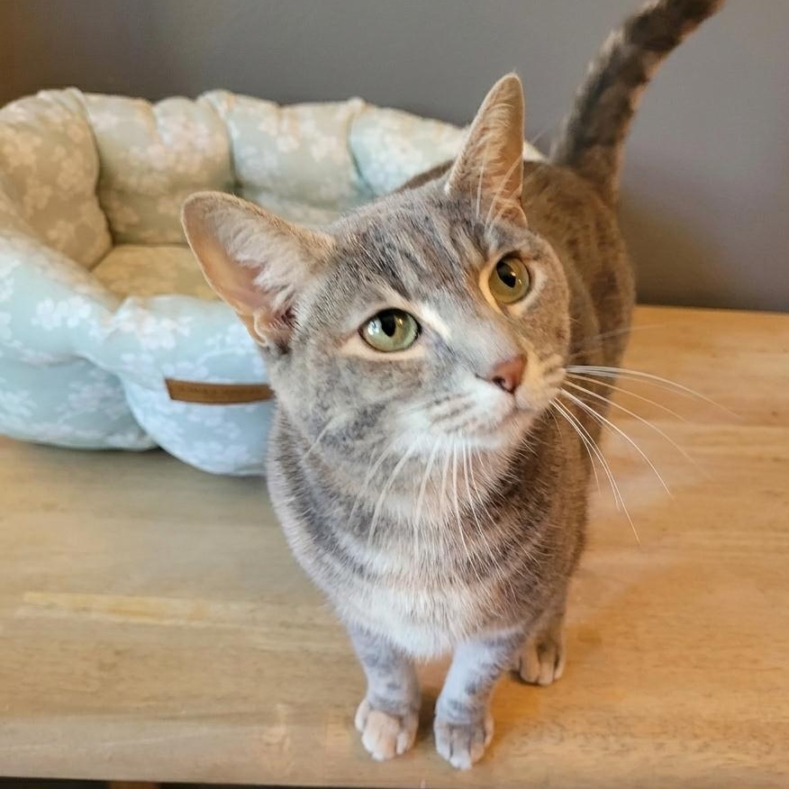 Enlarge Sprouts, a ADOPTABLE Domestic Short Hair in Indianapolis, IN image 5/5