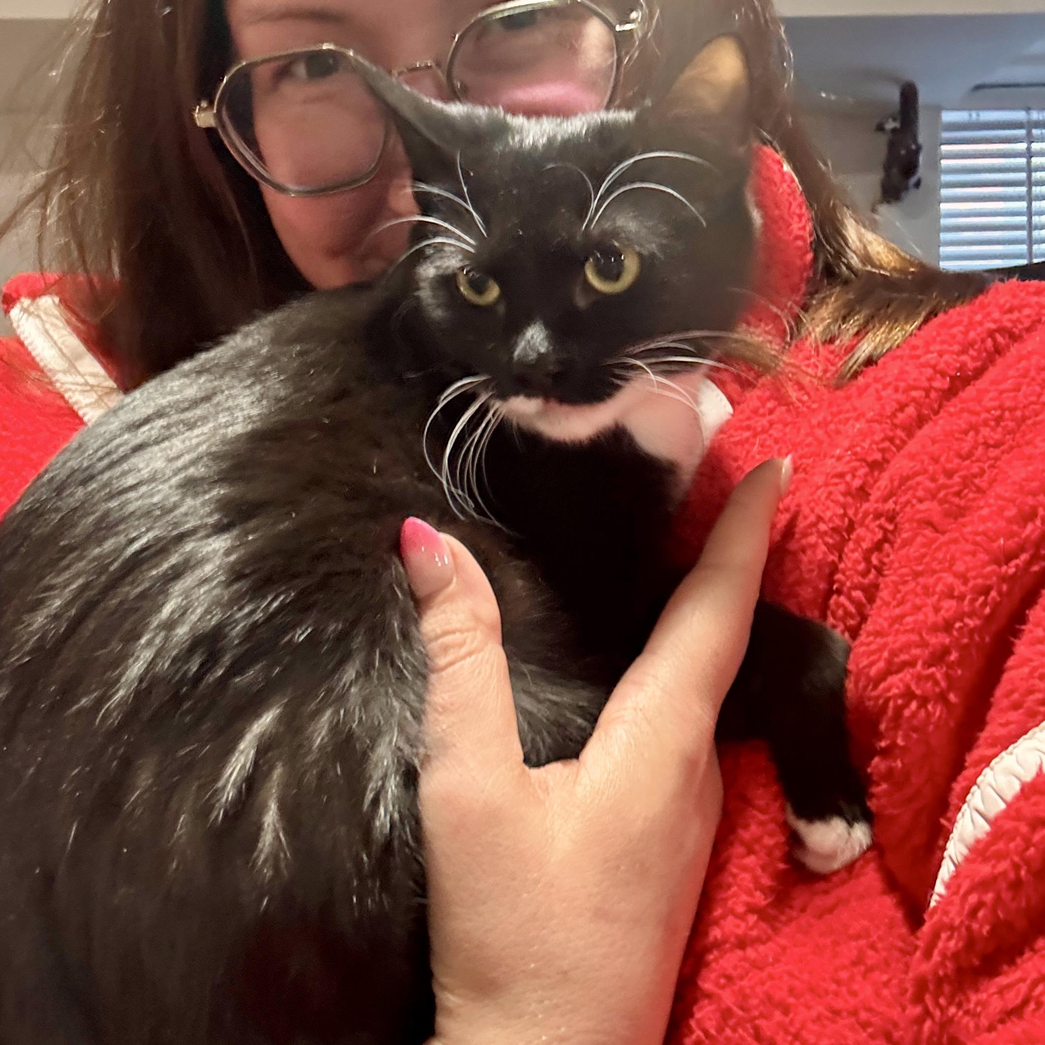 Nova, a Adoptable Domestic Short Hair in Alexandria, VA image 4/6
