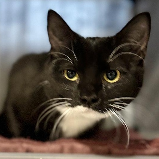 Nova, a Adoptable Domestic Short Hair in Alexandria, VA image 6/6