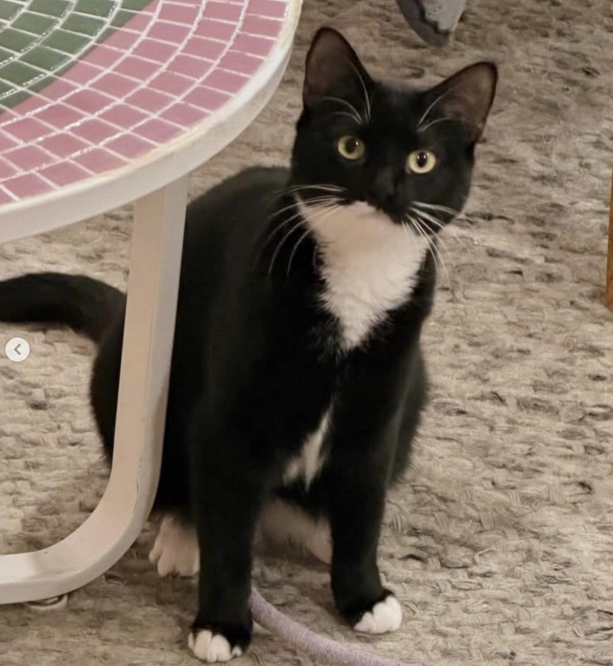 Nova, a Adoptable Domestic Short Hair in Alexandria, VA image 1/6