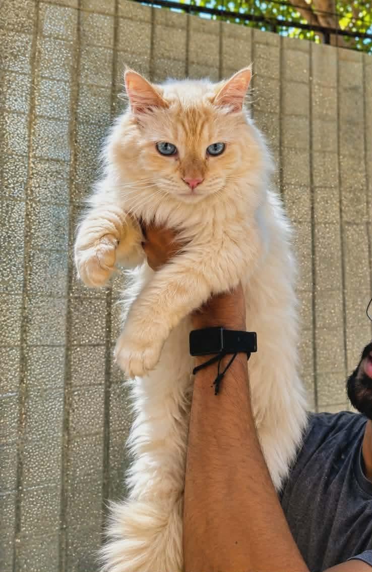 Enlarge Layl - Egypt, a Adoptable Himalayan in Nutley, NJ image 3/5