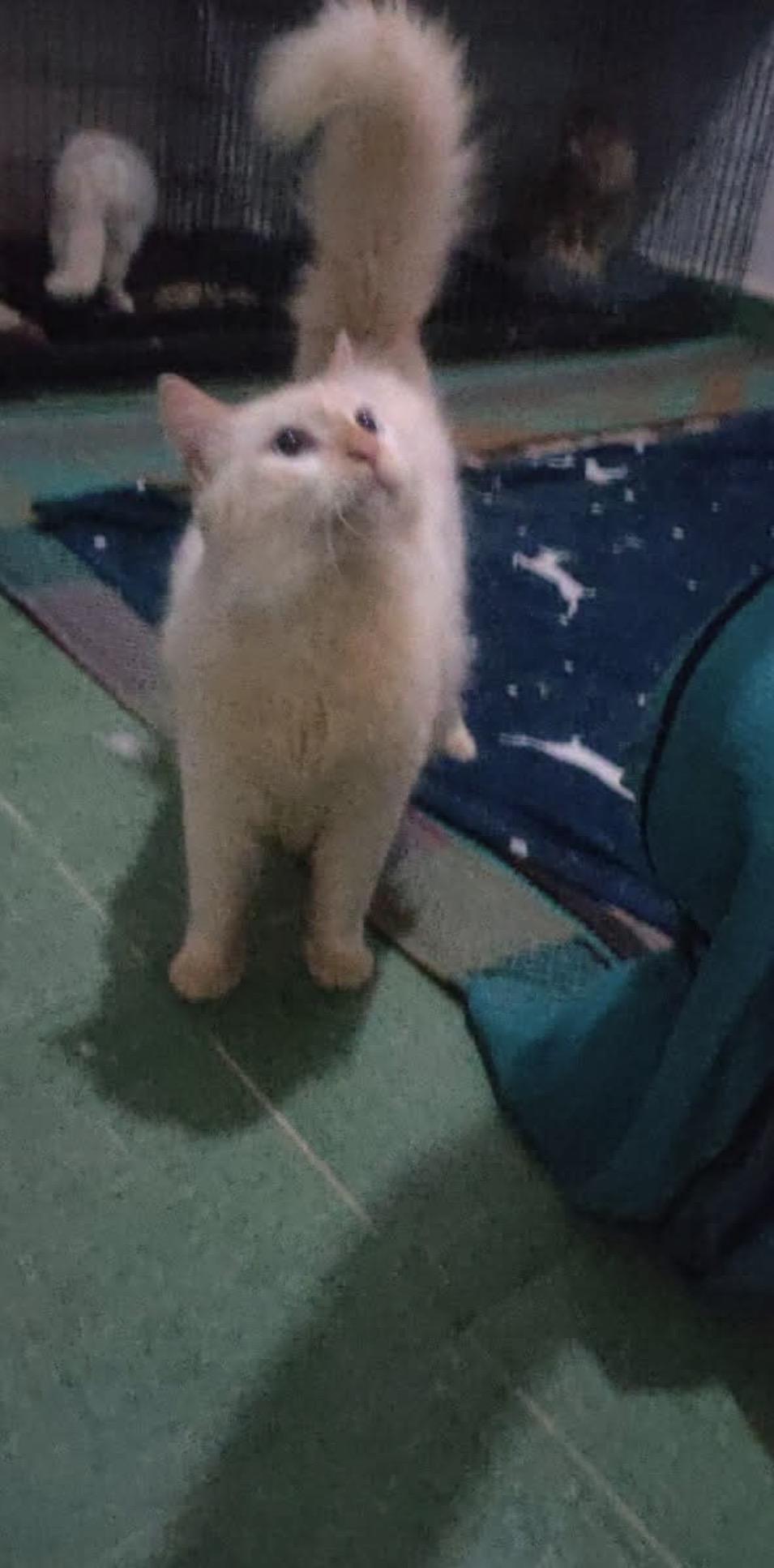 Enlarge Layl - Egypt, a Adoptable Himalayan in Nutley, NJ image 5/5
