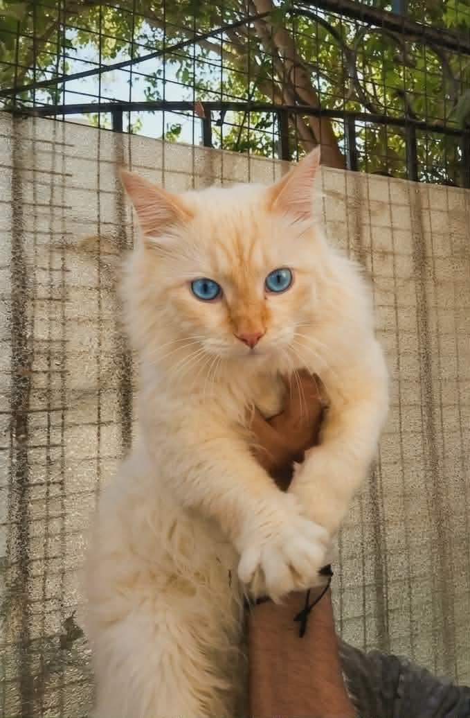 Layl - Egypt, Adoptable, Young Male Himalayan.