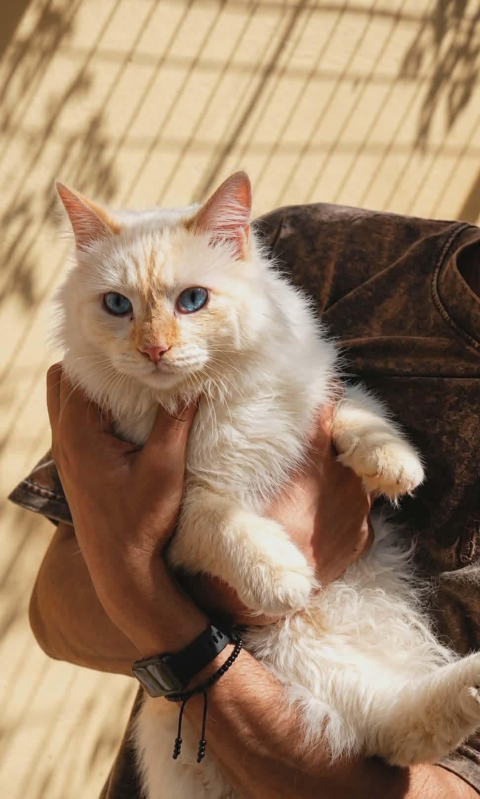 Enlarge Layl - Egypt, a Adoptable Himalayan in Nutley, NJ image 2/5