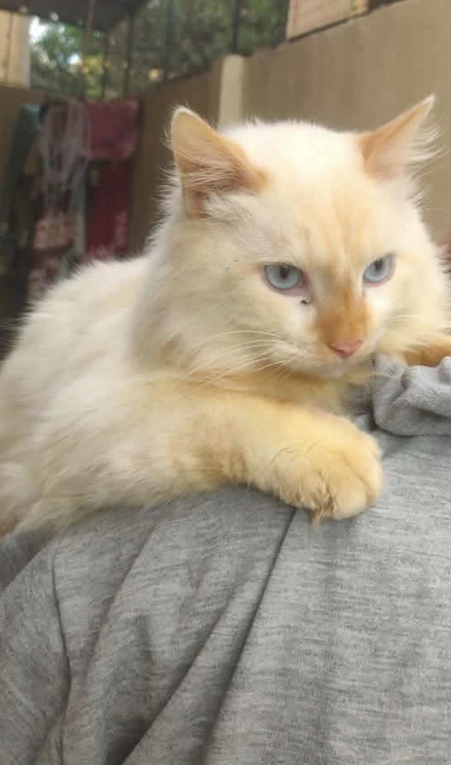 Enlarge Layl - Egypt, a Adoptable Himalayan in Nutley, NJ image 4/5
