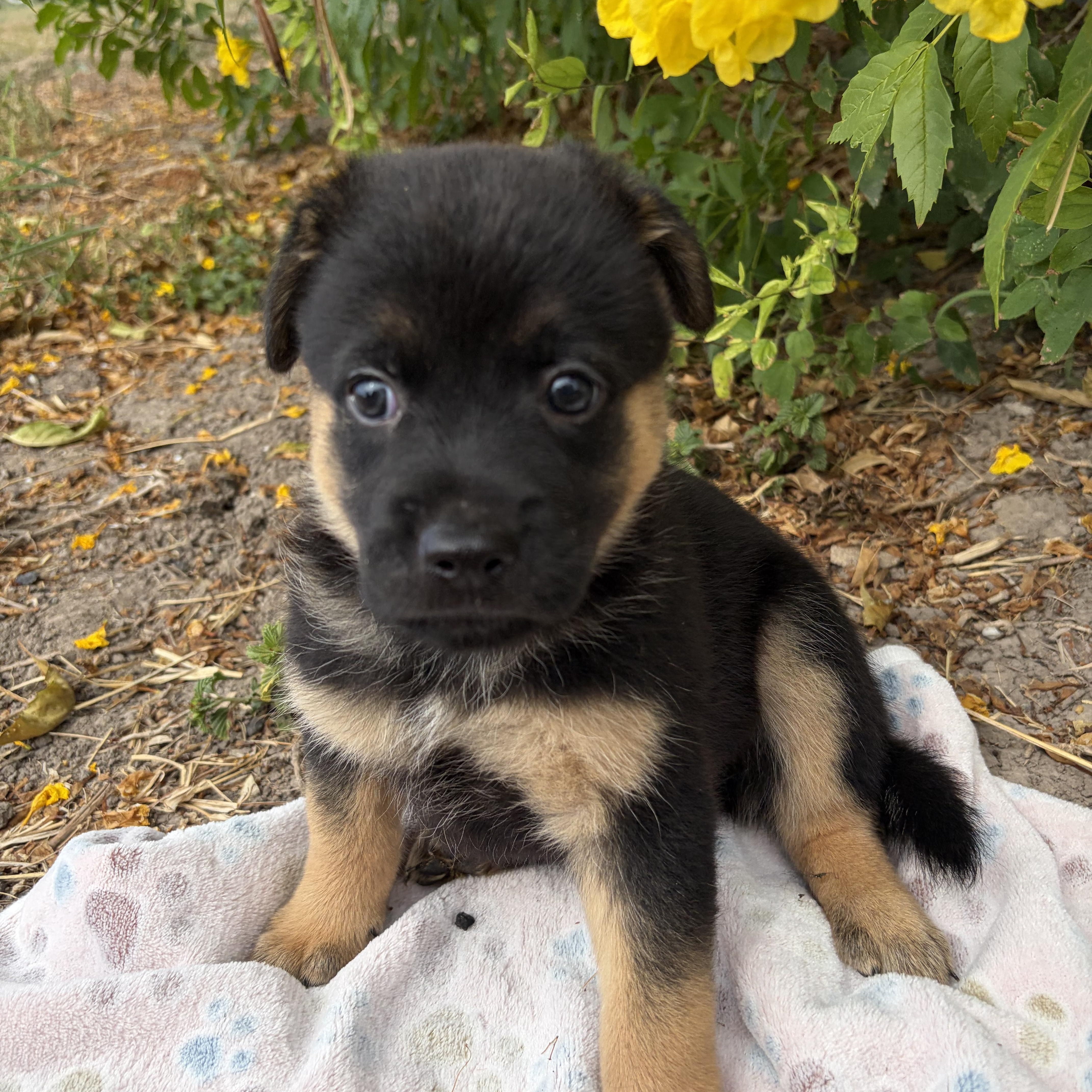 Rex, Adopted, Puppy Male German Shepherd Dog.