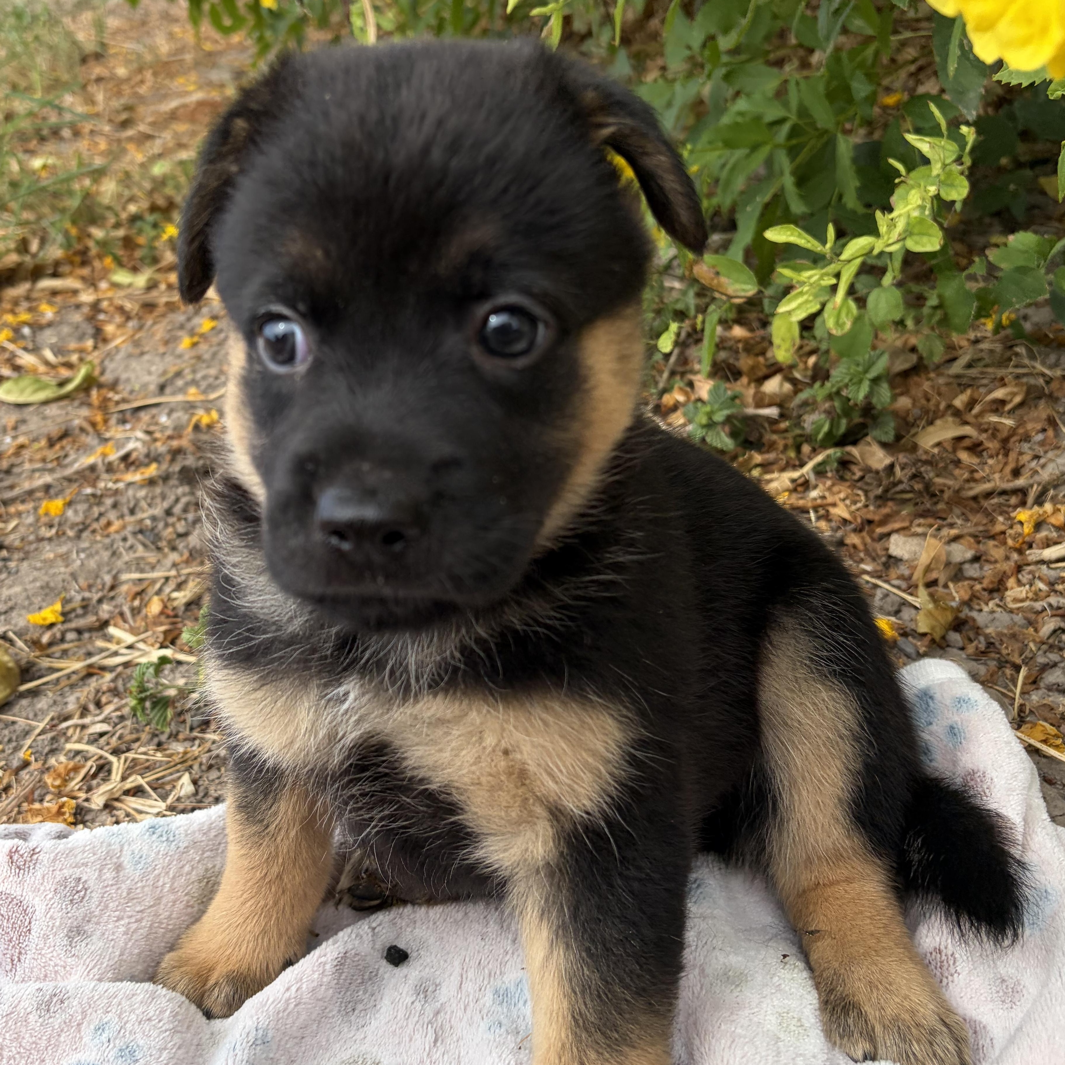 Enlarge Rex, a Adopted mixed breed in Short Hills, NJ image 2/2