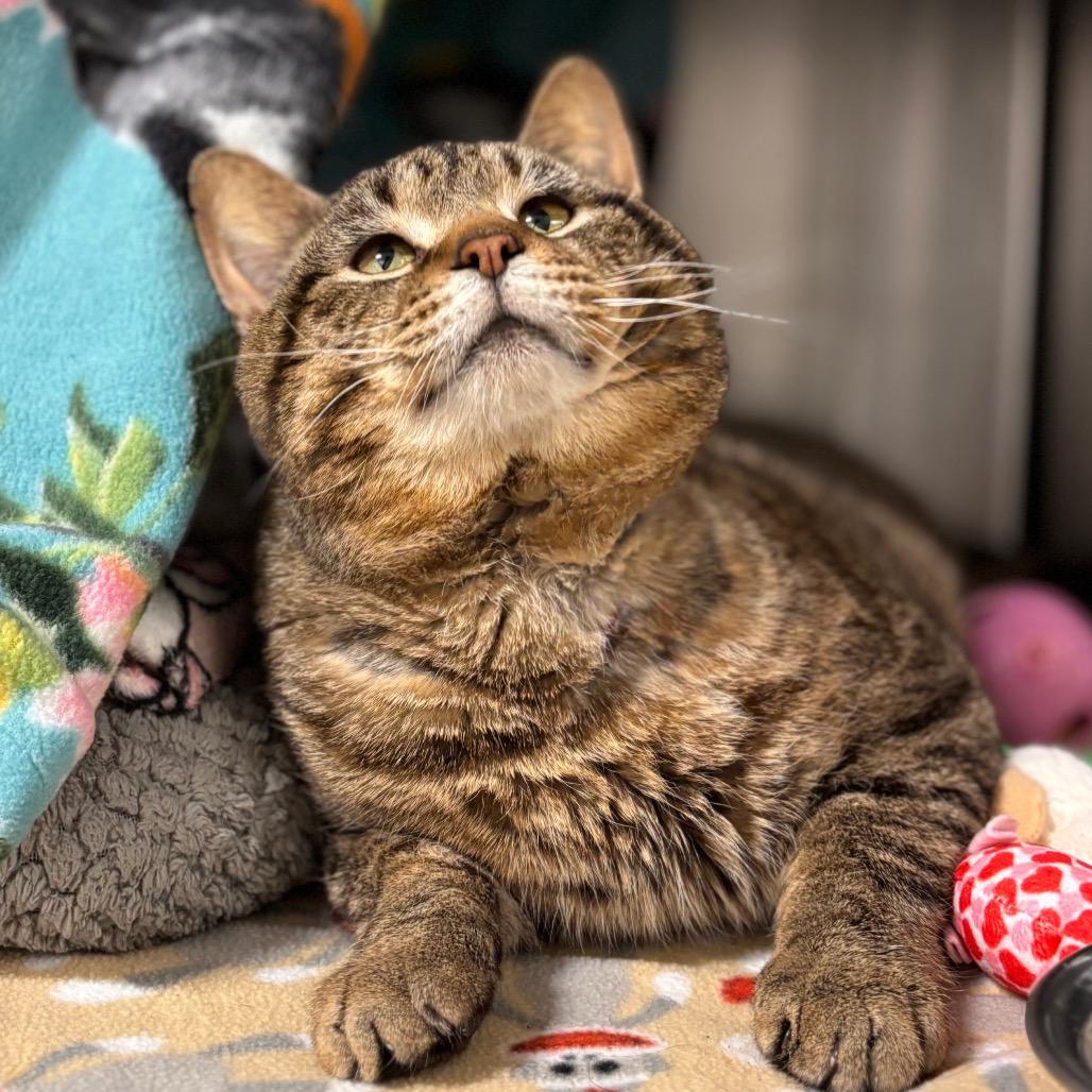 Moses, a Adoptable Domestic Short Hair in Nashville, IN image 1/6