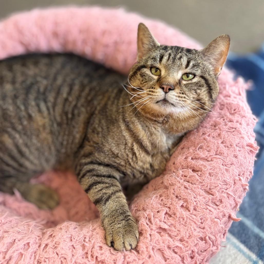 Moses, a Adoptable Domestic Short Hair in Nashville, IN image 2/5