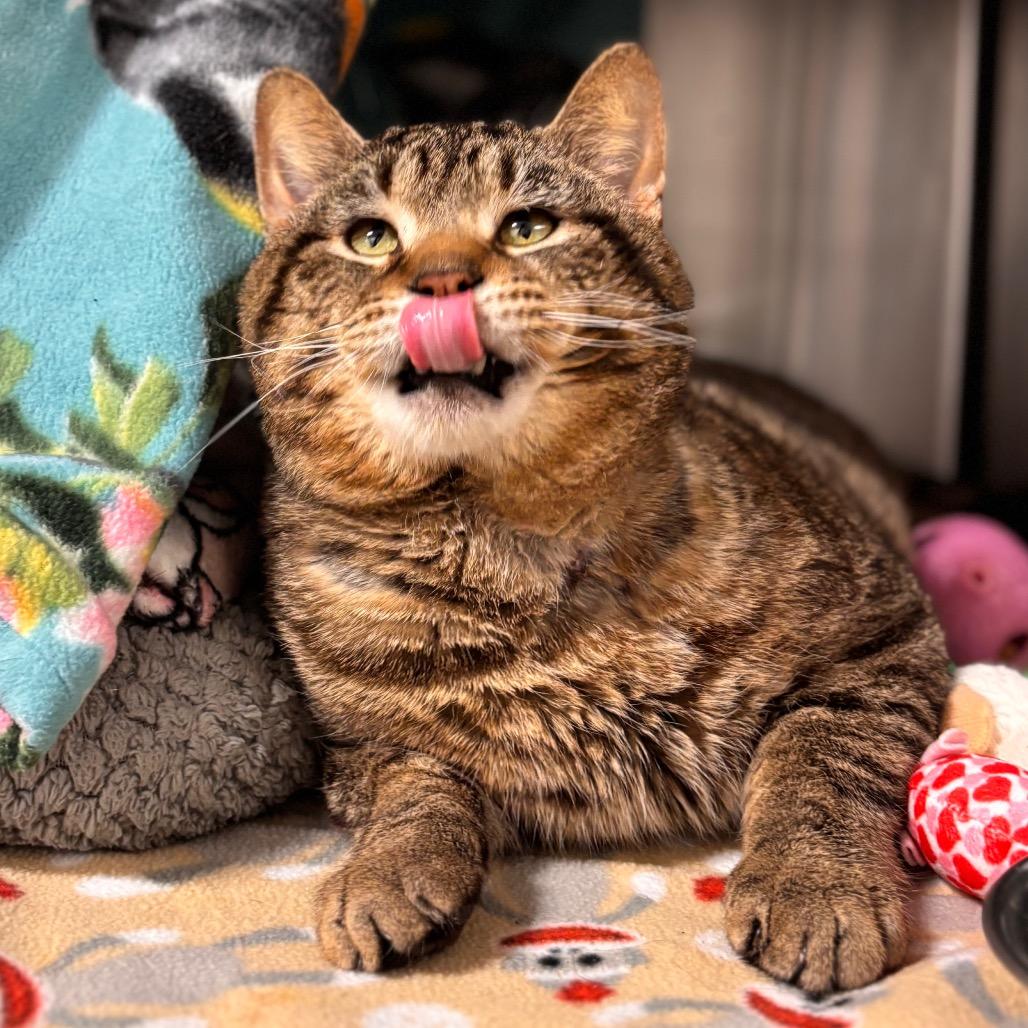 Moses, a Adoptable Domestic Short Hair in Nashville, IN image 4/6