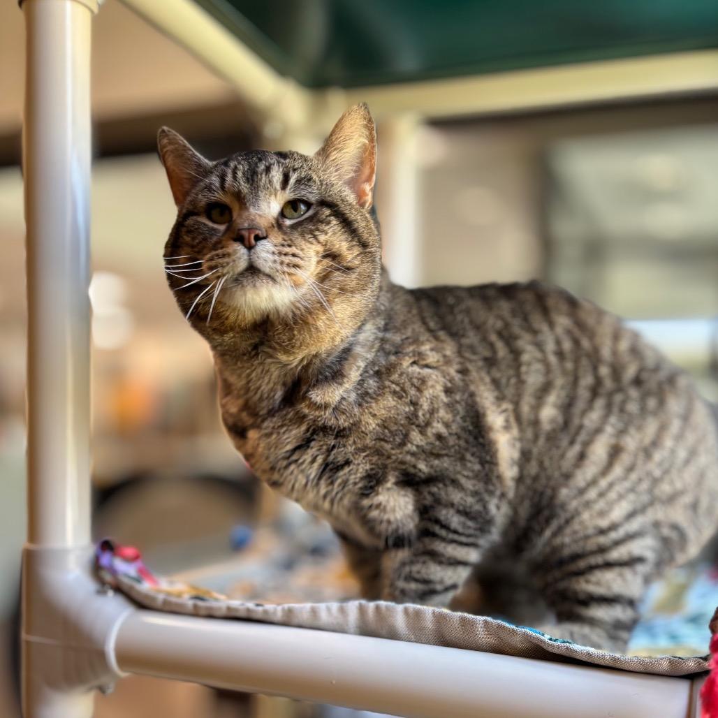 Moses, a Adoptable Domestic Short Hair in Nashville, IN image 5/6