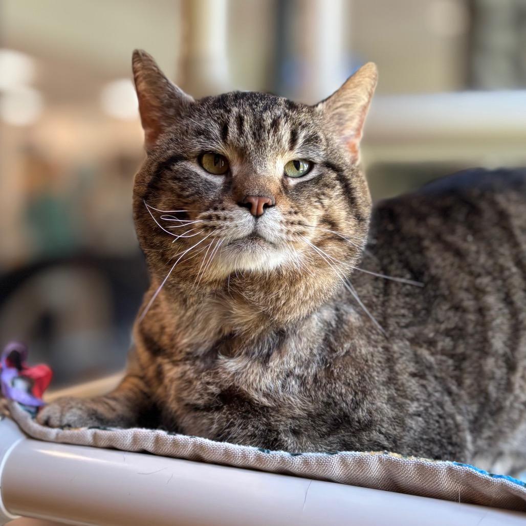 Moses, a Adoptable Domestic Short Hair in Nashville, IN image 6/6
